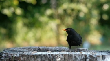 Siyah bir kuş ve turuncu bir karatavuk gagası yakın planda eski bir kütüğü gagalıyor..