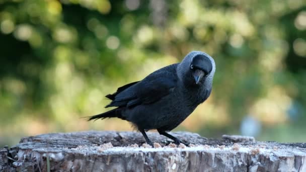 一只灰脖子的黑鸟一只欧洲猎手在特写的老树桩上啄食 — 图库视频影像
