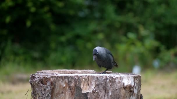 Gri Boyunlu Siyah Bir Kuş Bir Pençesinde Avrupalı Bir Kemirgen — Stok video
