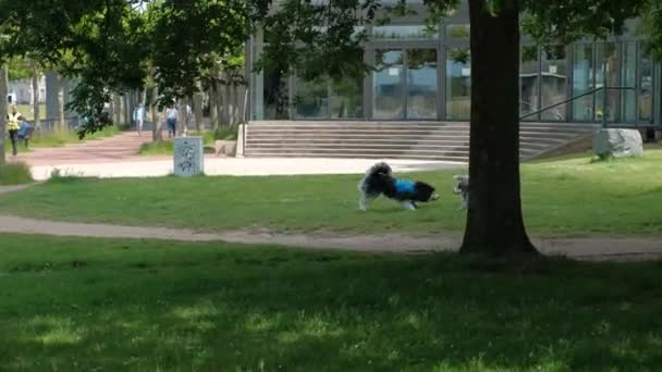 Две Собаки Бегают Играют Набережной Центре Дюссельдорфа — стоковое видео