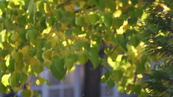 Małe Komary Latają Słońcu Tle Żółtych Jesiennych Liści Niewyraźne Tło — Wideo stockowe