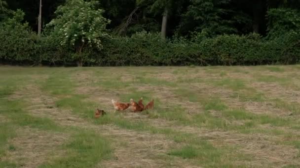 Několik Hnědých Kuřat Chodí Jedí Mýtině Drůbežárny Letní Den — Stock video