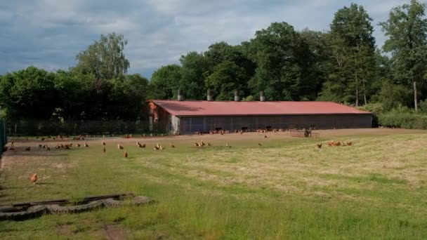 夏天的一天 许多棕色的小鸡在鸡场附近的空地上散步和吃饭 — 图库视频影像