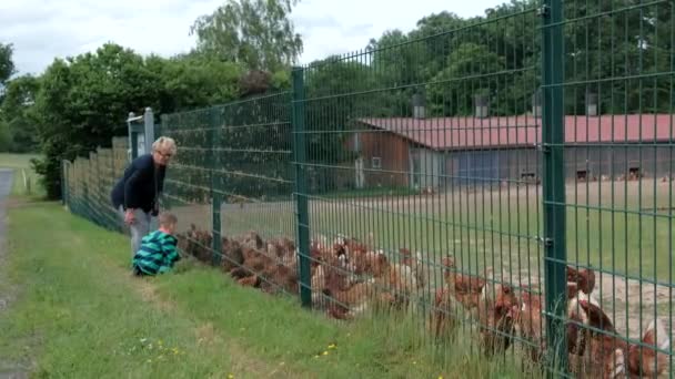 Little Boy His Grandmother Feed Chickens Fence Poultry Farm — Stock Video
