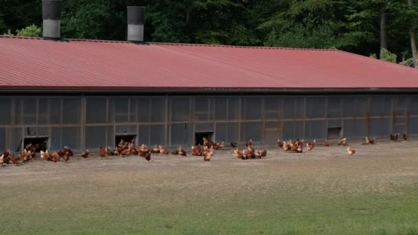 Πολλά Καφέ Κοτόπουλα Περπατούν Και Τρώνε Στο Ξέφωτο Κοντά Στο — Αρχείο Βίντεο