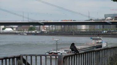 Düsseldorf rıhtımındaki metal bir çitin üzerinde geçen bir mavnanın önünde siyah bir karga oturuyor..