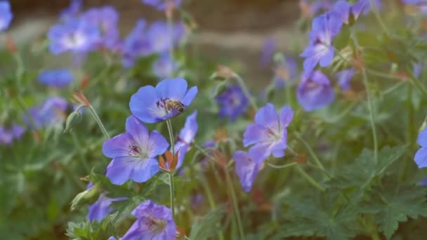 Abelhas Voadoras Coletam Pólen Flores Silvestres Azuis Dia Ensolarado Primavera — Vídeo de Stock