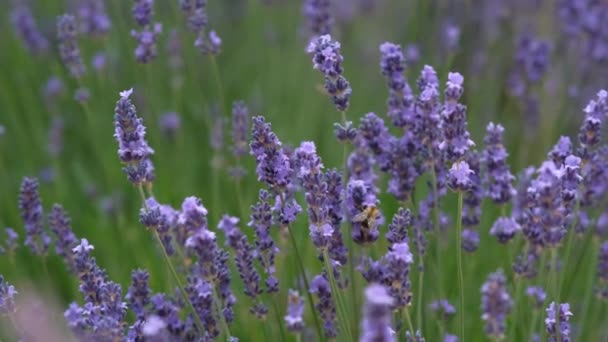 薰衣草场的薰衣草紫色芬芳的花朵在风中摇曳着 飞蜂和大黄蜂从花朵中采集花粉 — 图库视频影像