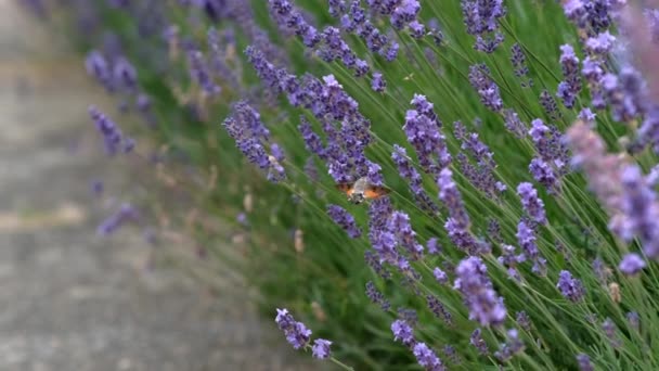 Lavendel Paarse Geurige Bloemen Lavendelvelden Zwaaien Wind Close Vliegende Bijen — Stockvideo