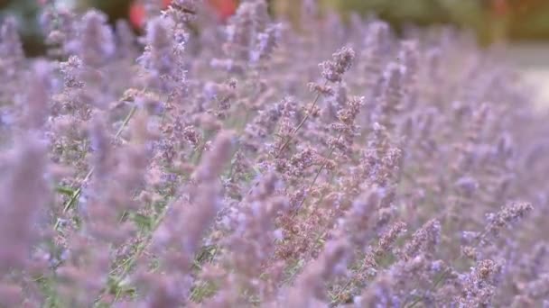 Lavendel Rosa Blommande Doftande Blommor Lavendel Fält Svajar Vinden Närbild — Stockvideo