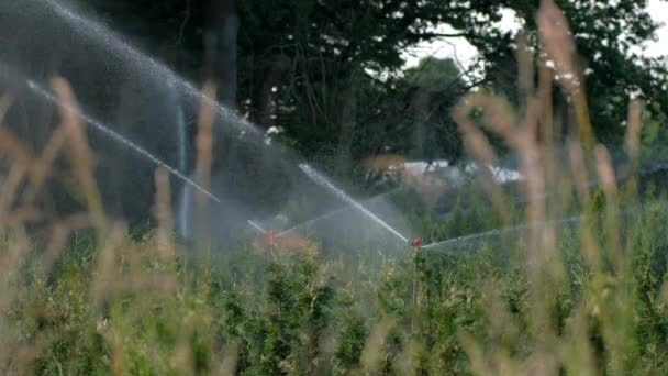 Sistema Irrigação Água Aspersor Automático Água Funciona Berçário Jardim Com — Vídeo de Stock
