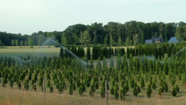 灌漑システム 自動ウォータースプリンクラーは針葉樹とトゥヤの木を持つ庭の保育園で動作します — ストック動画