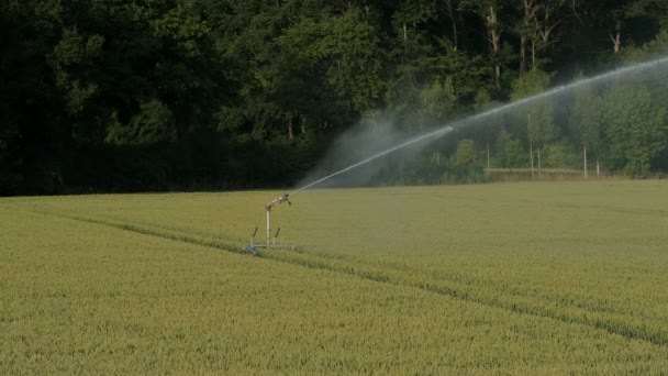 Irrigatiesysteem Regenpistolen Sproeier Landbouwtarweveld Waterirrigatiesysteem Een Veld Landbouwgrond — Stockvideo