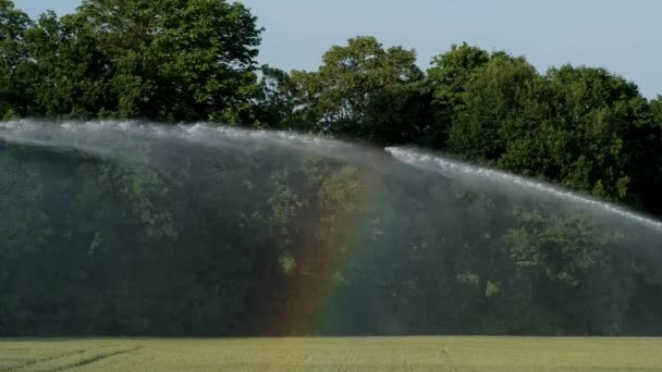 自动洒水器 用于指导和分配灌溉用水给种植的小麦 一条五彩缤纷的彩虹出现在水流之间 — 图库视频影像