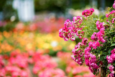 Bahçedeki saksıda duran pembe çiçekler..