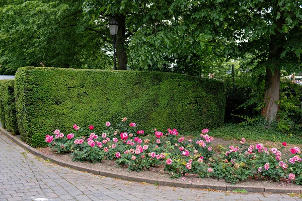 Ławka Parkowa Przed Żywopłotem Kwiatem Chodnik Parku Przed Żywopłotem Kwietnikiem — Zdjęcie stockowe