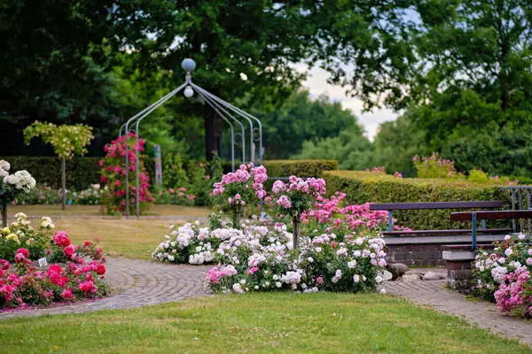 Banco Parque Junto Jardín Lleno Flores Rosas Blancas Mirador Fondo — Foto de Stock