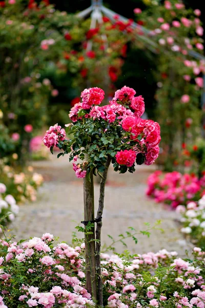 Крупный План Букет Розовых Цветов Цветочном Саду — стоковое фото