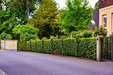 Almanya 'da cadde boyunca evin önündeki yemyeşil bir çit..