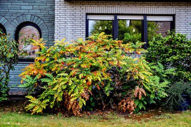 Almanya 'da bir yerleşim yerinin önündeki süs ağacı ve çalılar.