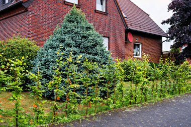 Almanya 'da önünde ağaç olan bahçenin yanındaki kırmızı tuğla ev..