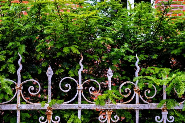 Старий Іржавий Кований Паркан Зеленими Рослинами Ростуть Ним Будівлею Задньому — стокове фото