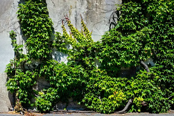 Old Building Ivy Growing Side Blue Sky Background Germany — Stock Photo, Image
