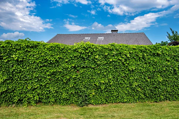 Large green hedge next to house.