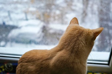 Arkadaki karla kaplı ağaca pencereden bakan kedi..