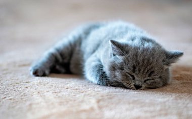 Gri kedi gözleri kapalı ve gözleri kapalı yerde uyuyor..