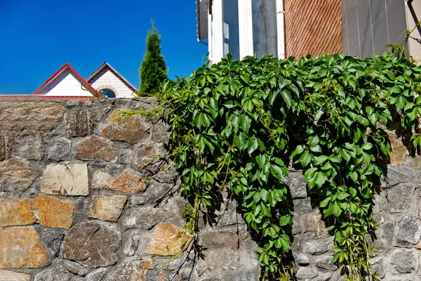 Stone wall with green plants growing on it and house in the background.