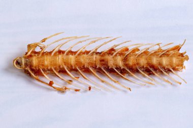 Bu bir deniz salatalığının yakın plan görüntüsü gibi görünüyor. Bir tür deniz omurgasızı.