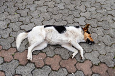 Bu, asfaltlı bir yüzeyde desenli bir tasarımı olan bir köpeğin görüntüsü.
