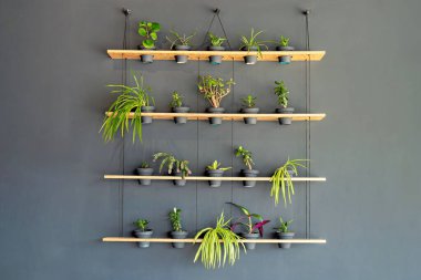 Bu dikey bahçe sisteminin bir görüntüsü. Aynı zamanda asma ekicisi ya da duvara monte edilmiş bitki olarak da bilinir.