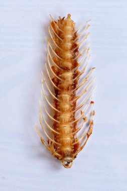 Bu, segmentli bir solucanın yakın plan görüntüsü gibi görünüyor.