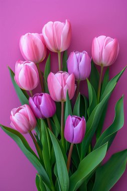 Mor arka plan üzerinde güzel mor laleler