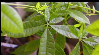 Pachira Aquatica 'nın Bonsai' si, evde büyüyen, para ağacı. Yüksek kaliteli FullHD görüntüler