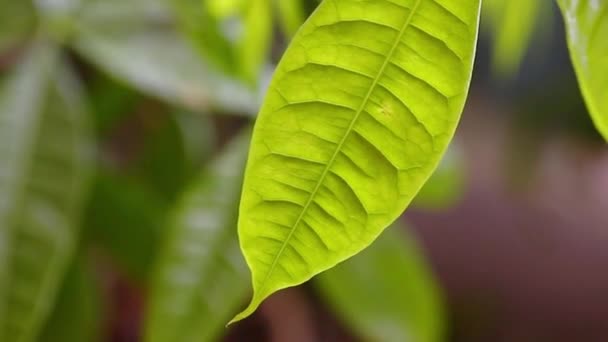 Bonsai Pachira Aquatica Growing Indoors Money Tree High Quality Fullhd — Vídeos de Stock