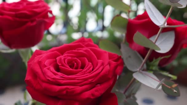 Krásná Červená Růže Květiny Kvetoucí Růže Květiny Video — Stock video