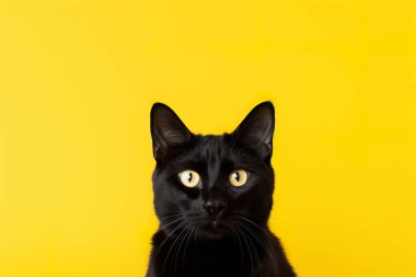 Komik kara kedi sarı kağıttaki yırtık delikten bakıyor. Ce-ee. Yaramaz hayvanlar ve yaramaz evcil hayvanlar. Uzayı kopyala Yüksek kalite fotoğraf