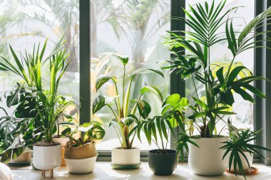 İç mekan bitkilerinden oluşan bereketli bir koleksiyon güneş ışığında gelişiyor.