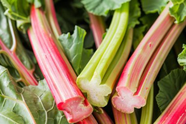 Doğal kırmızı ve yeşil renklerini sergileyen gevrek ravent sapları.