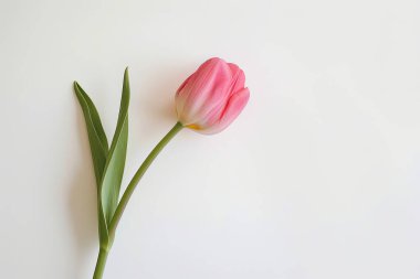 El değmemiş Beyaz Pembe Lale Solo