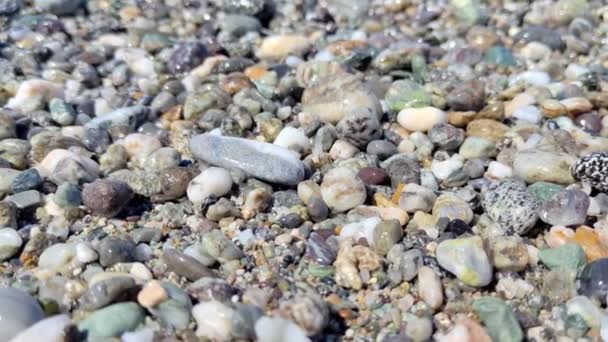 ホワイトサンドビーチの表面とテクスチャ 小さなクラムと貝殻で暑い夏の日に ビーチフッテージ 高品質の4K映像 — ストック動画
