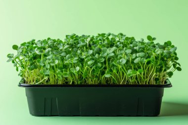 Taze Organik Mikroçimler Yeşil Arkaplanda Siyah Tepside Büyüyorlar