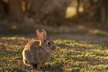 Vahşi Tavşan Yumuşak Doğal Açık Hava 'da Yosun Toprağında Huzur İçinde Dinleniyor