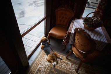 beagle lying and waiting near the window