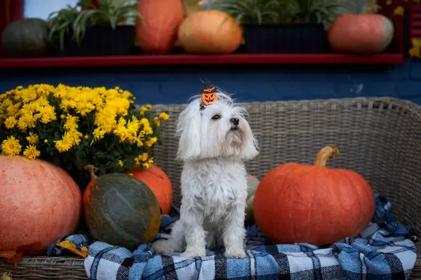 Cadılar Bayramı köpek maltese 'si balkabaklarının arasında oturur