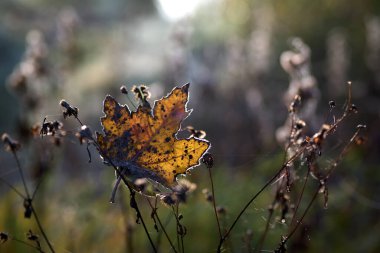 Çimlerin üzerinde bir sonbahar yaprağı