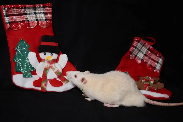 bej kahverengi fare ve hediyeli Noel çorapları